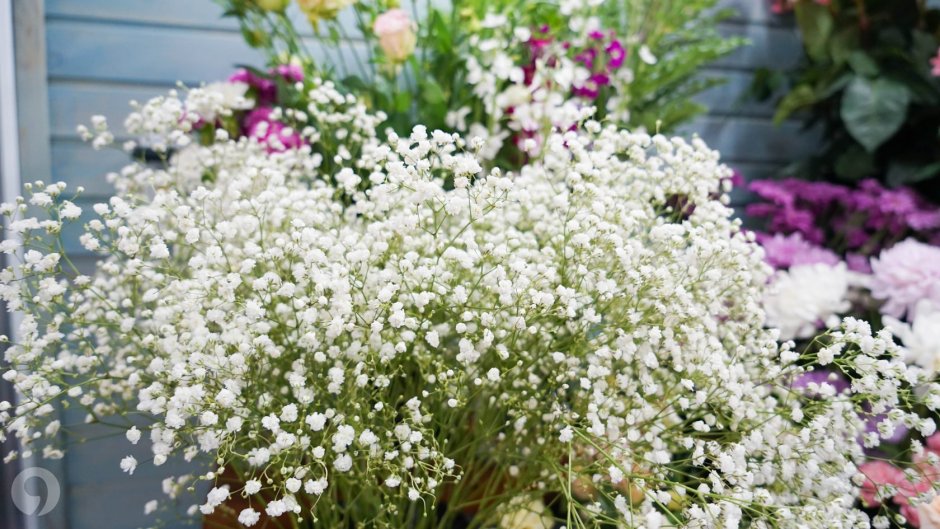 Гипсофила Паникулята Роуз