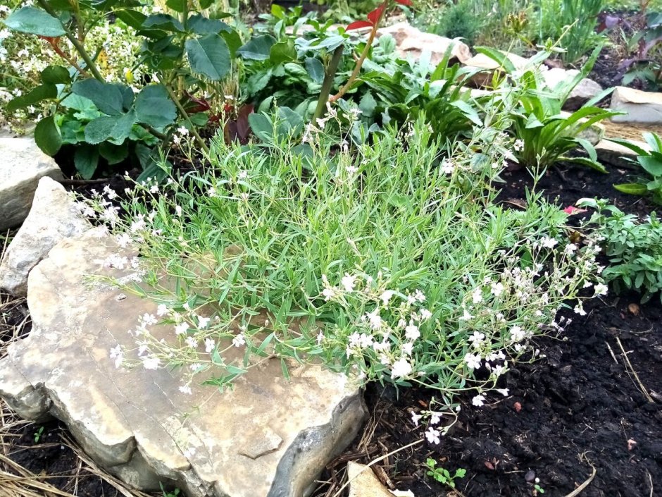 Гипсофила ползучая в ландшафтном дизайне