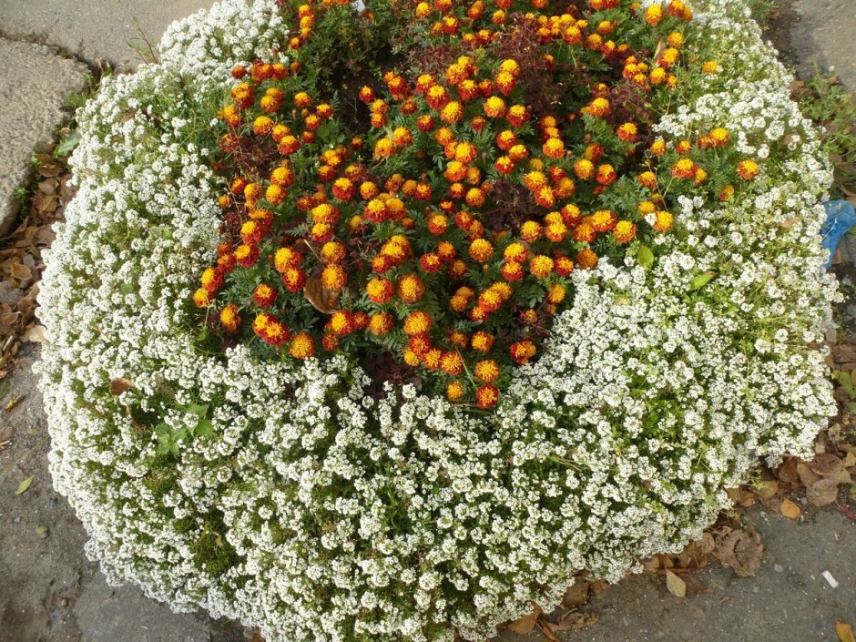 Алиссум и бархатцы