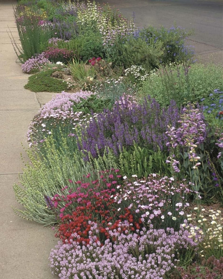 Вербена бонарская и шалфей