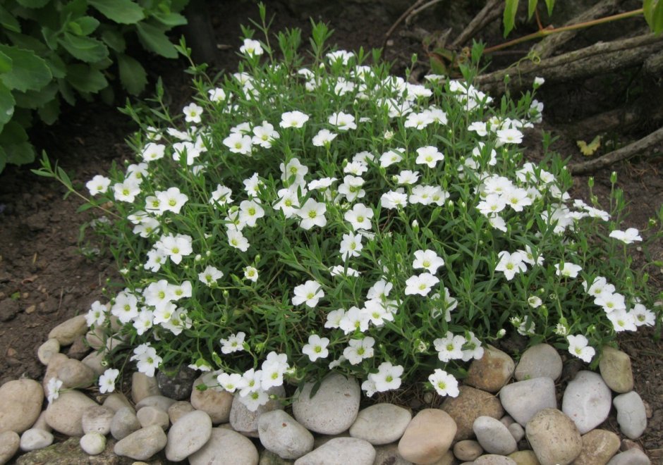 Гипсофила ползучая белая