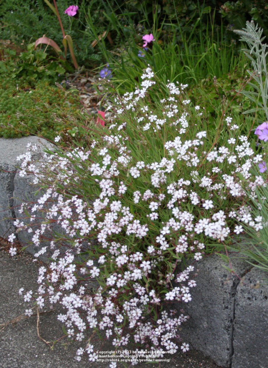 Гипсофила ползучая белая