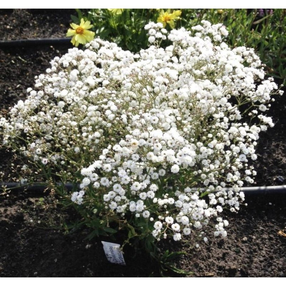 Гипсофила метельчатая многолетняя