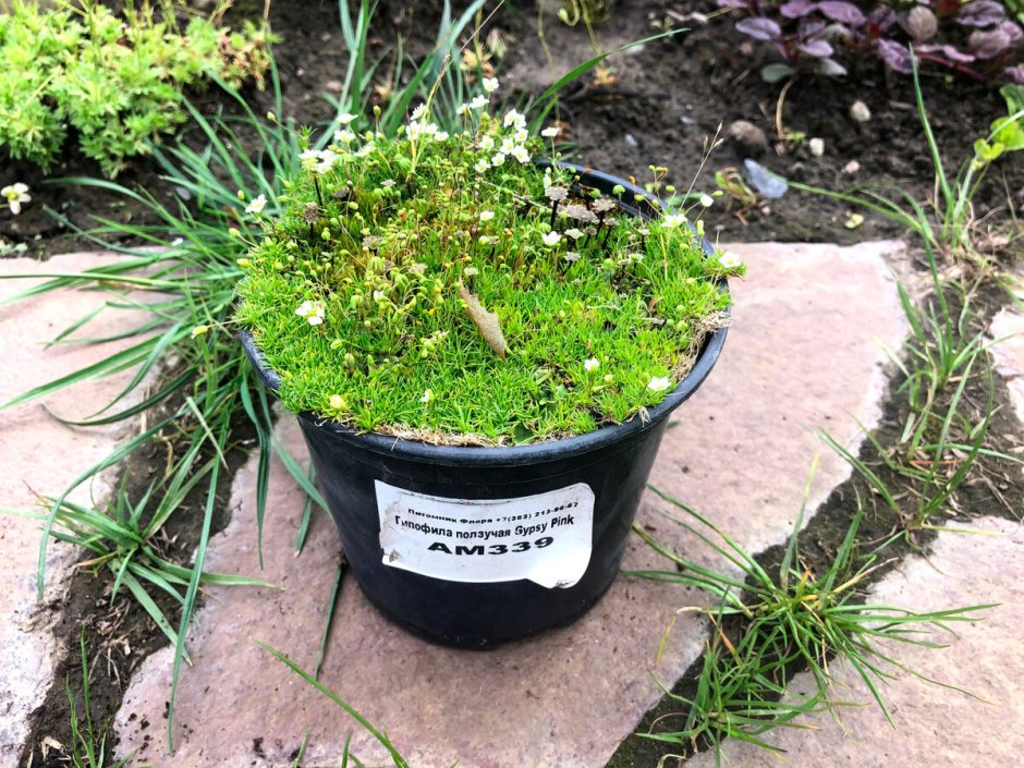 Гипсофила. Ползучая. Посадка. В. кашпо