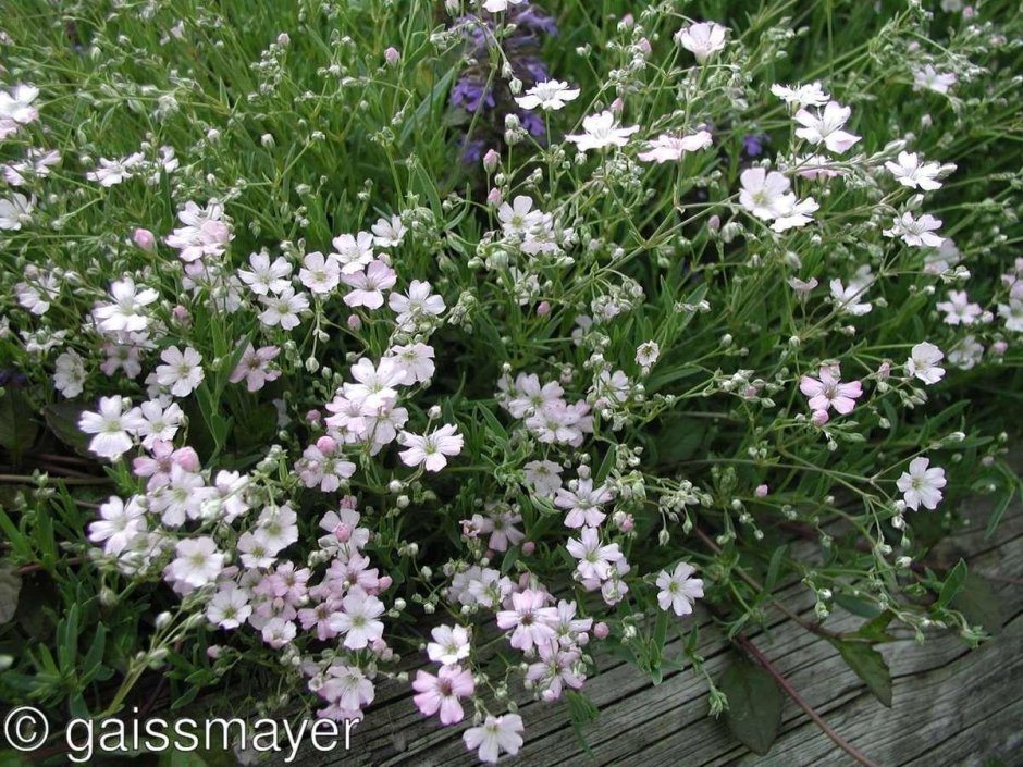 Гипсофила Ясколковидная сорта