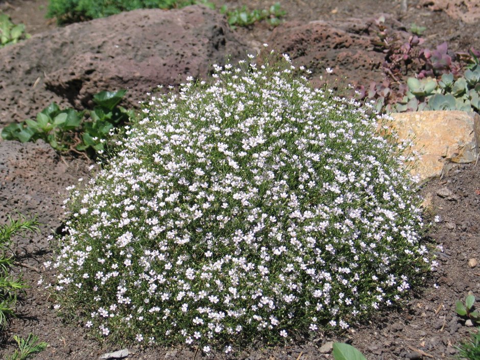 Гипсофила (Качим) ползучая
