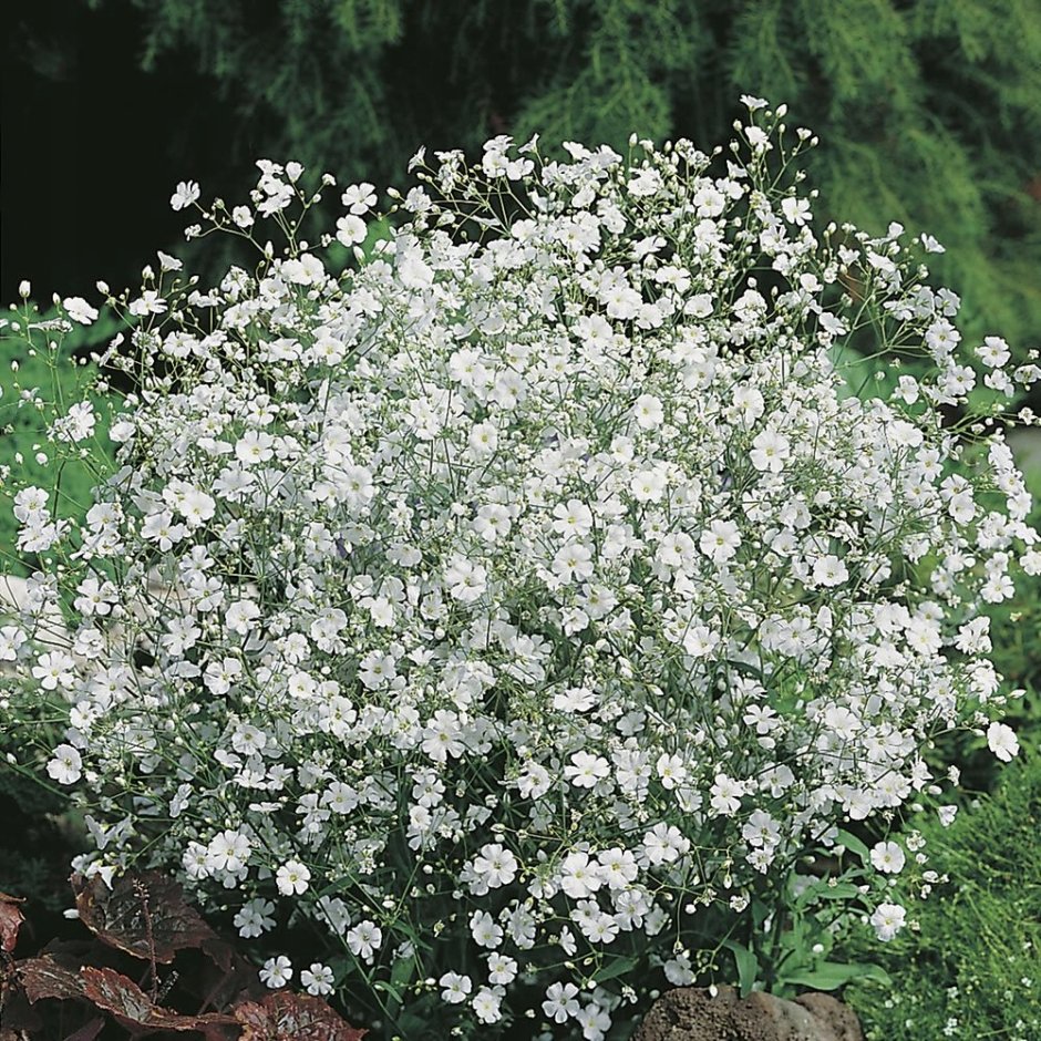 Гипсофила изящная (Gypsophila elegans