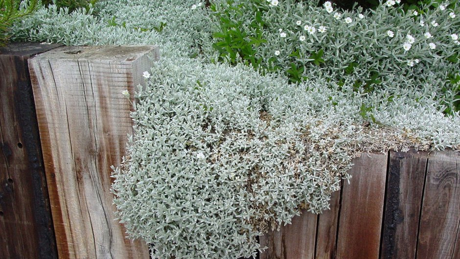 Гипсофила низкорослая бордюрная