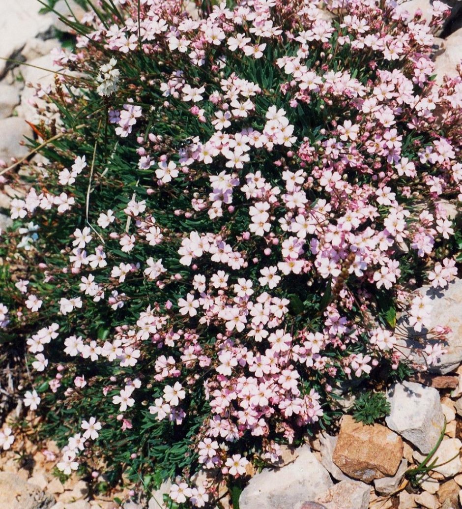 Гипсофила Gypsophila repens