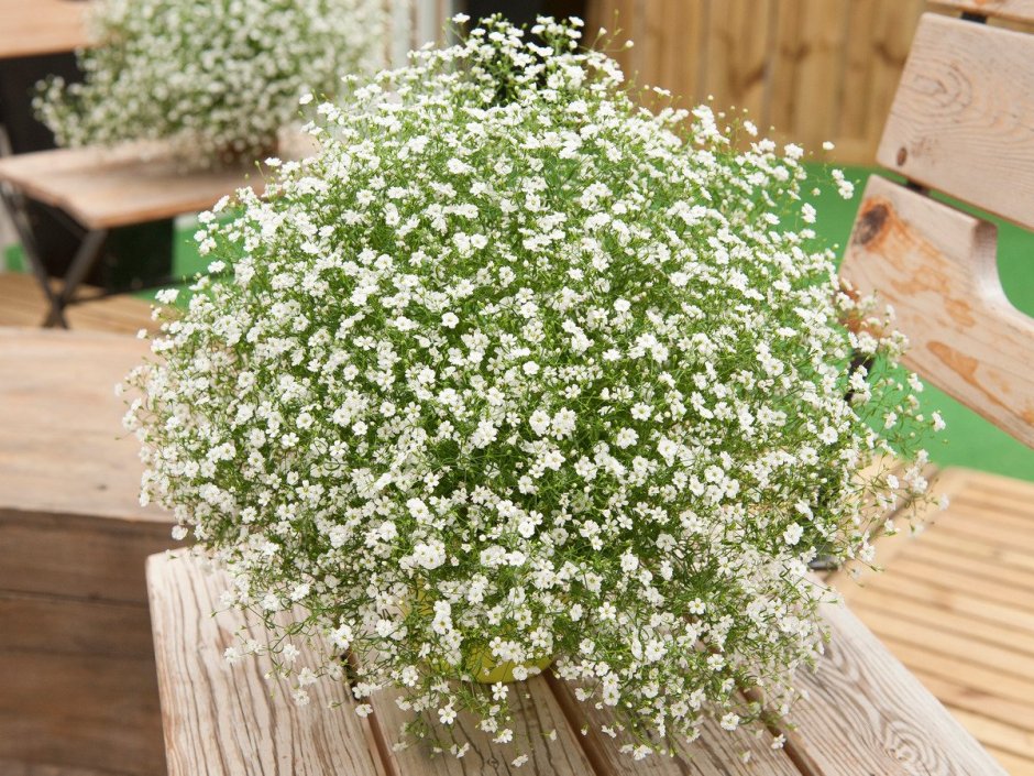 Гипсофила метельчатая махровая