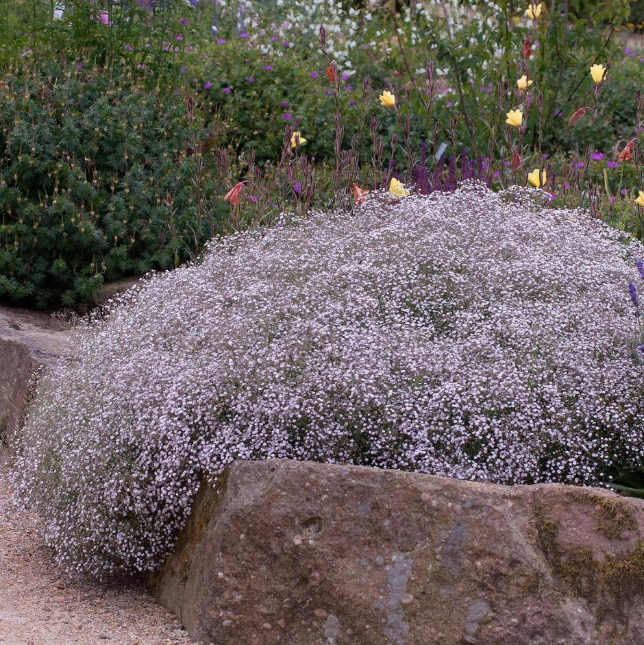 Гипсофила Rosenschleier