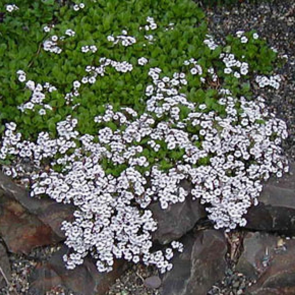 Гипсофила ползучая Ясколковидная