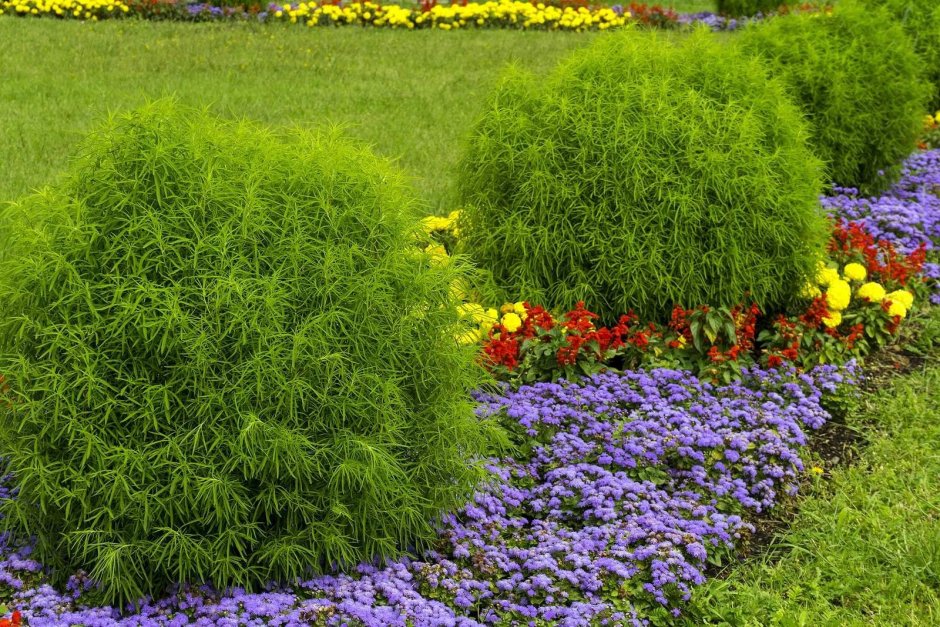 Кохия венечная в алпийской Горке