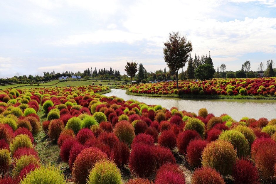 Кохия волосистая