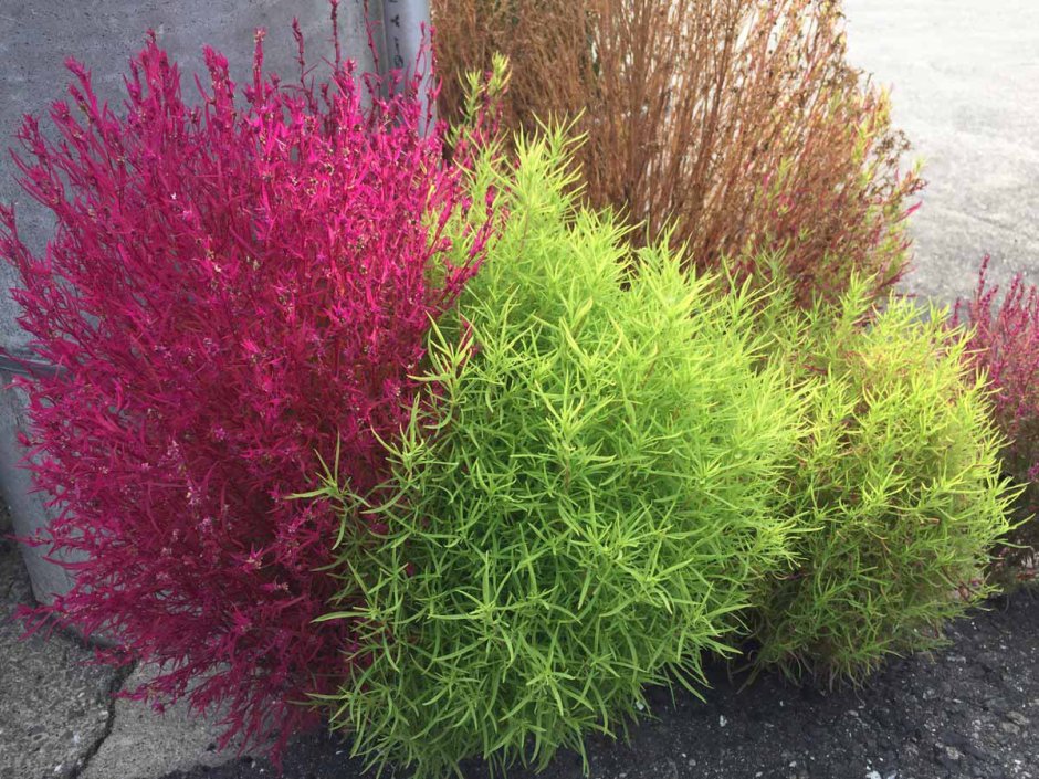 Кохия летний Кипарис