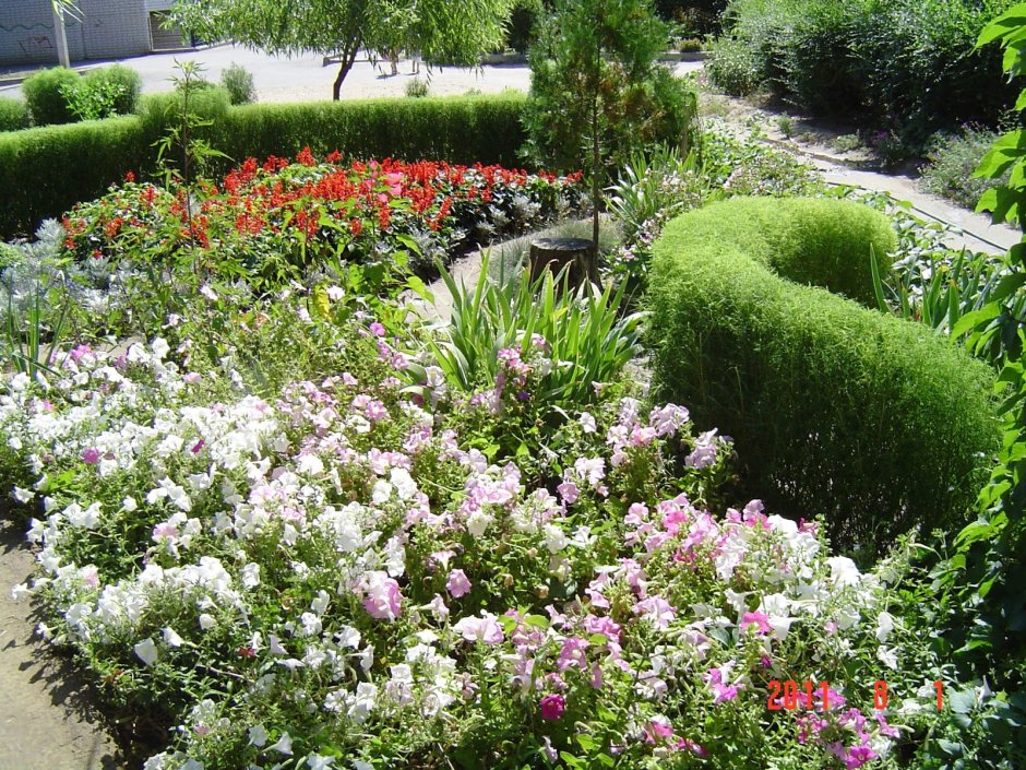 Клумба с кипарисом