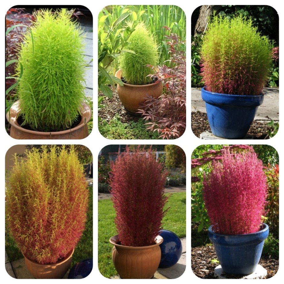 Кохия Султан Кипарис