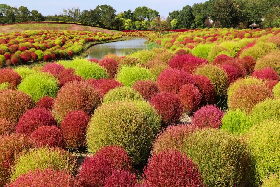 Кохия нефрит