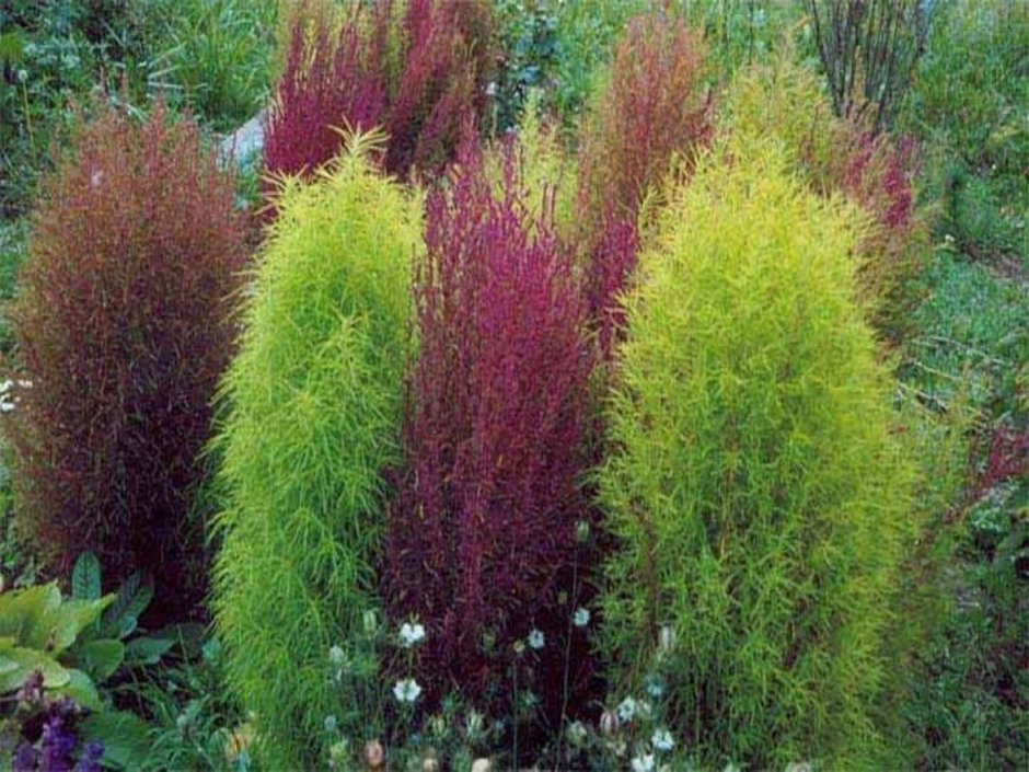 Кохия летний Кипарис