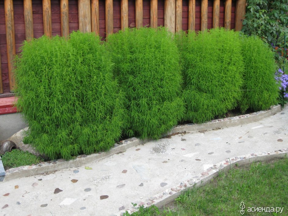 Кохия веничная Грин Форест