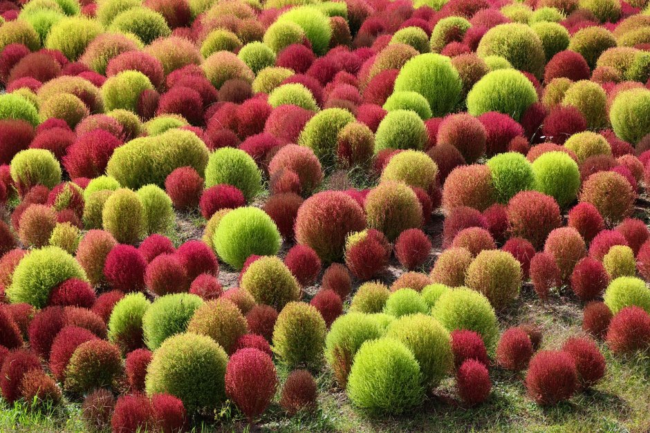 Кохия веничная