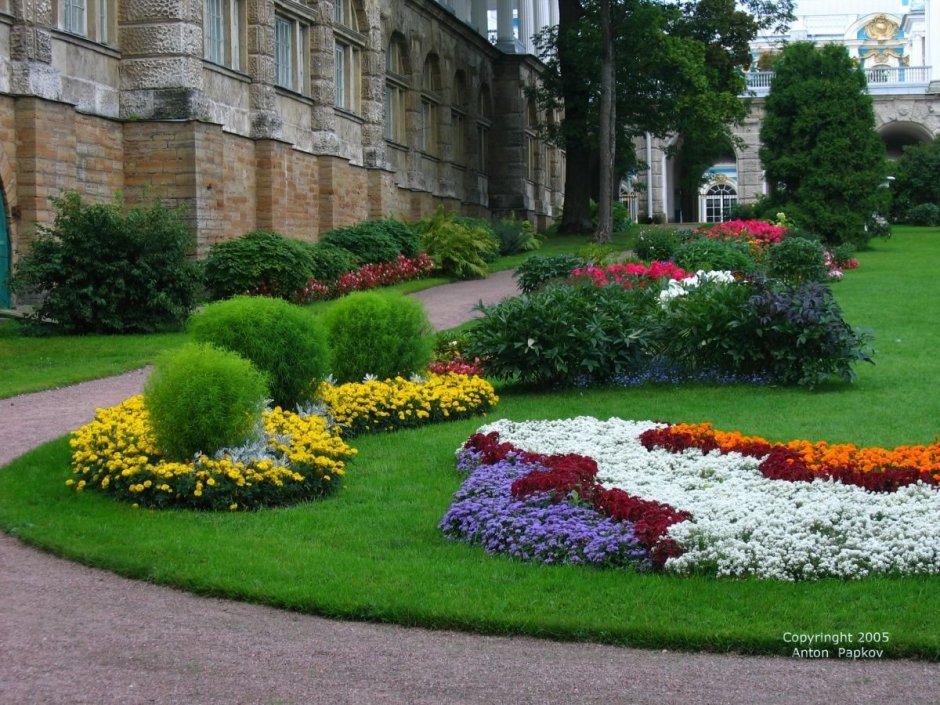Агератум бархатцы кохия