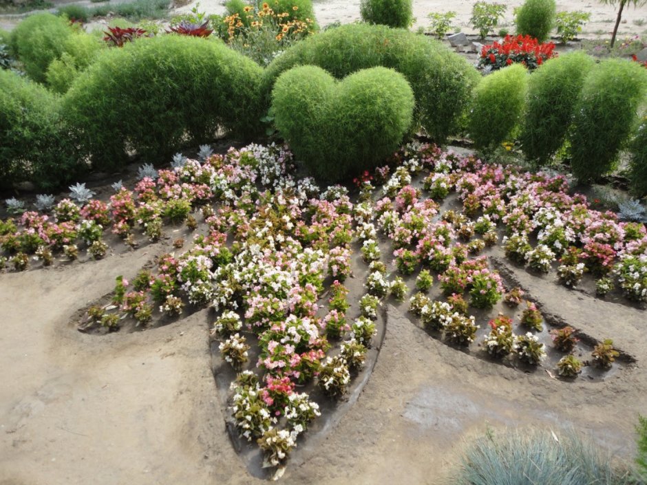 Кохия Живая изгородь