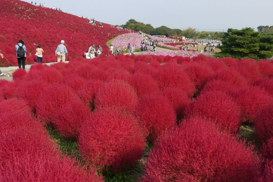 Кохия летний Кипарис
