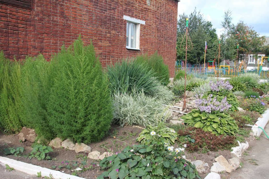 Кохия Живая изгородь