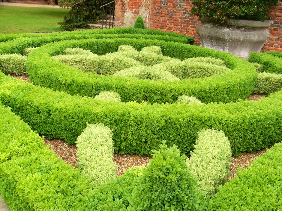 Кохия веничная летний Кипарис