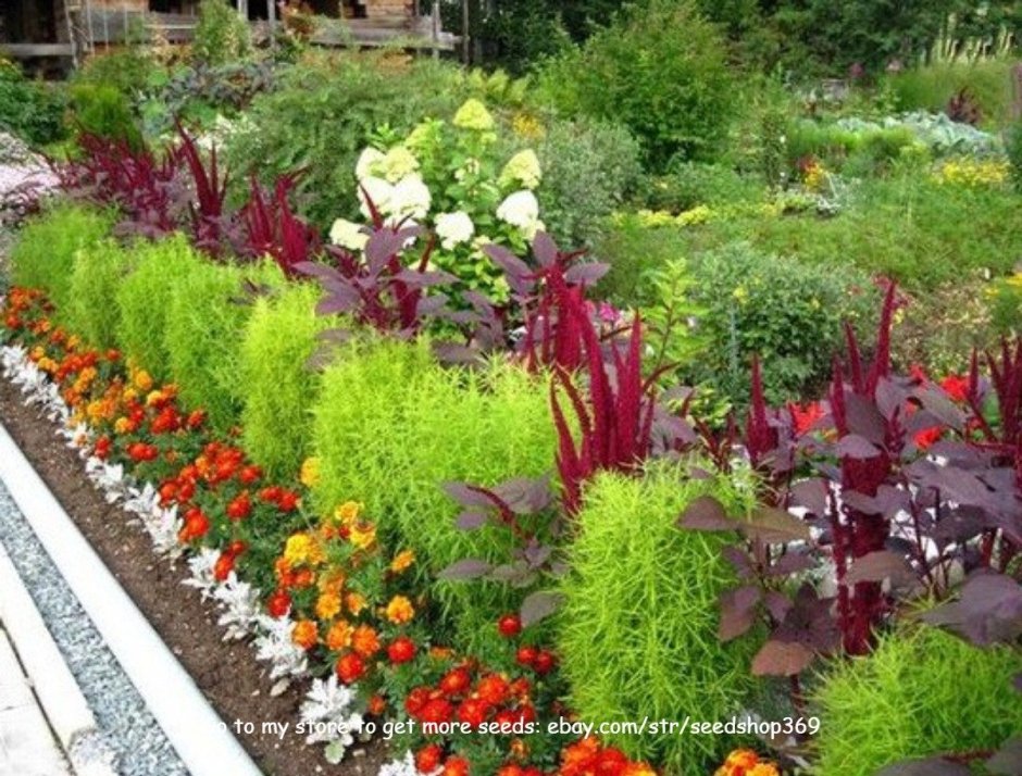 Кохия с амарантом