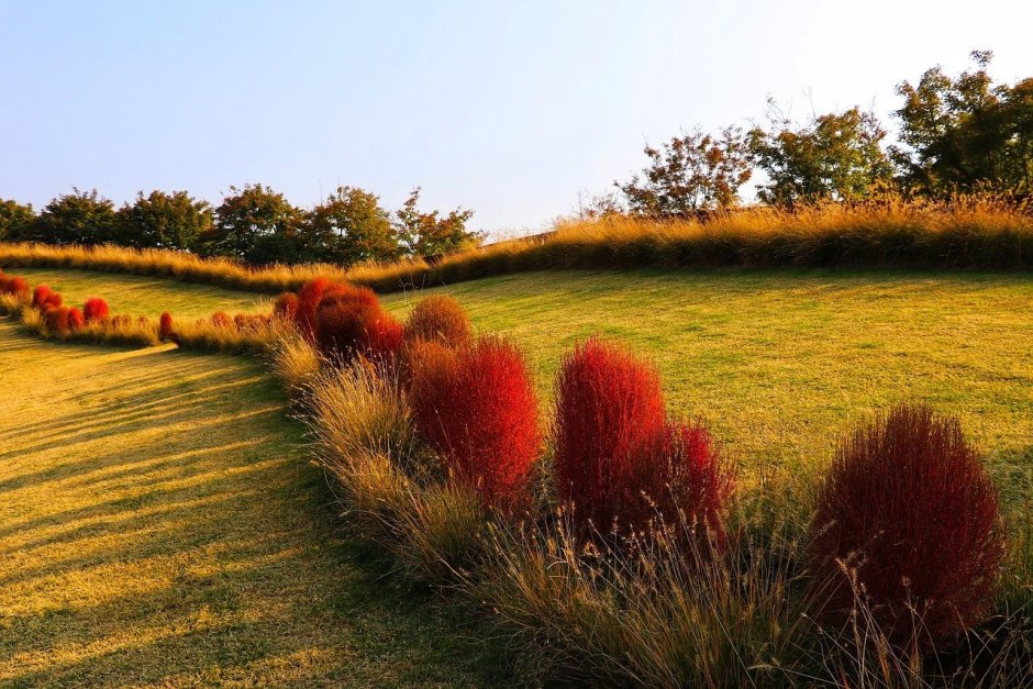 Клумбы портулак кохия