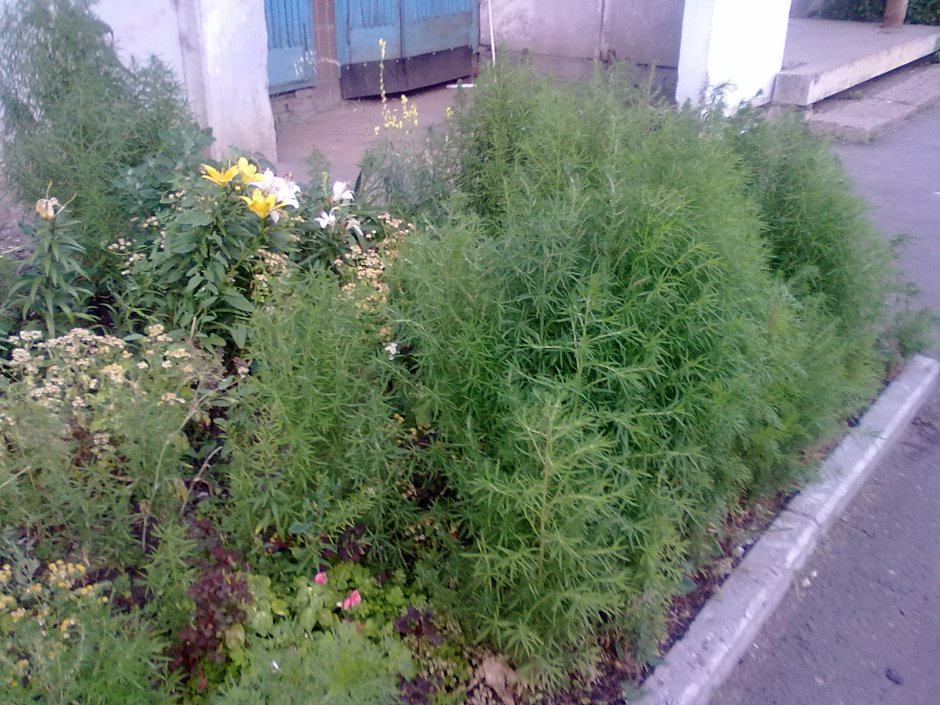 Кохия Волшебная метла