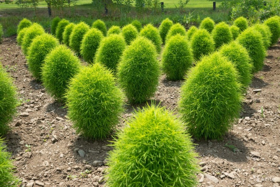 Кохия летний Кипарис