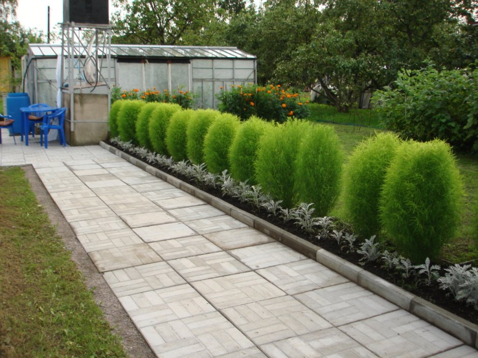 Кохия Живая изгородь