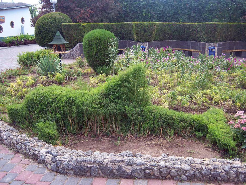 Кохия Грин Форест в ландшафтном дизайне