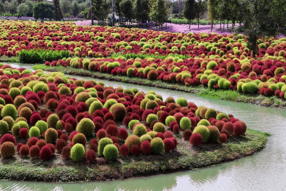 Кохия Султан