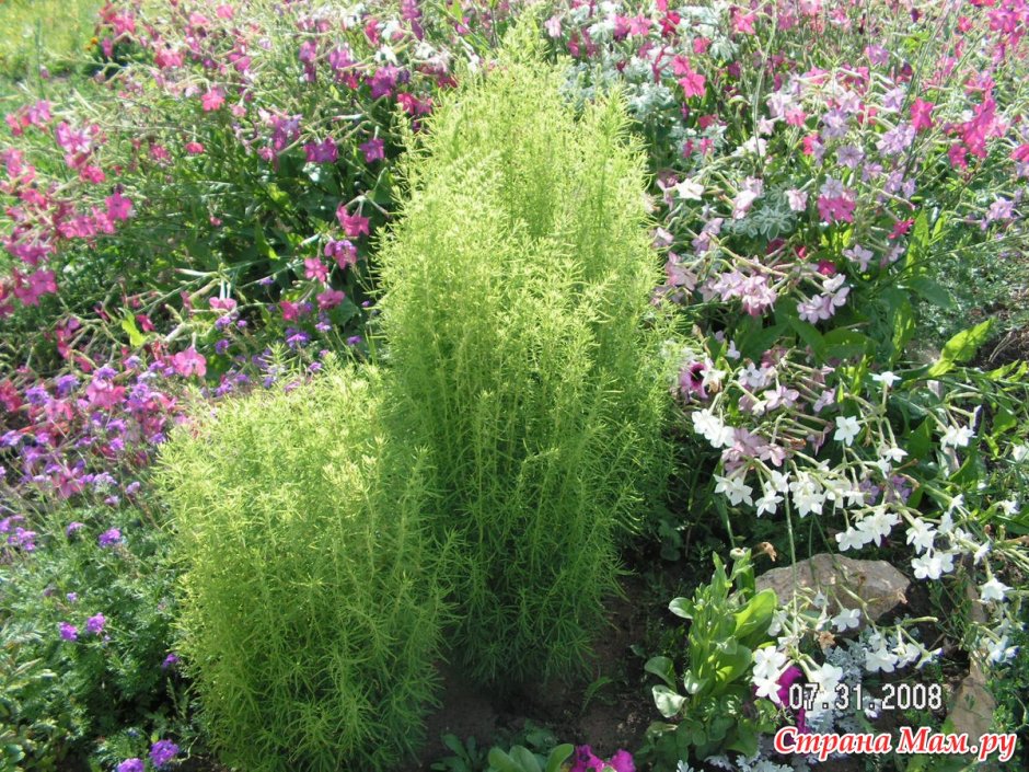 Ипомея Тиффани кохия веничная