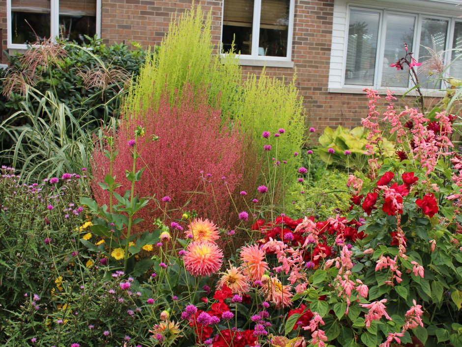 Кохия в ландшафтном