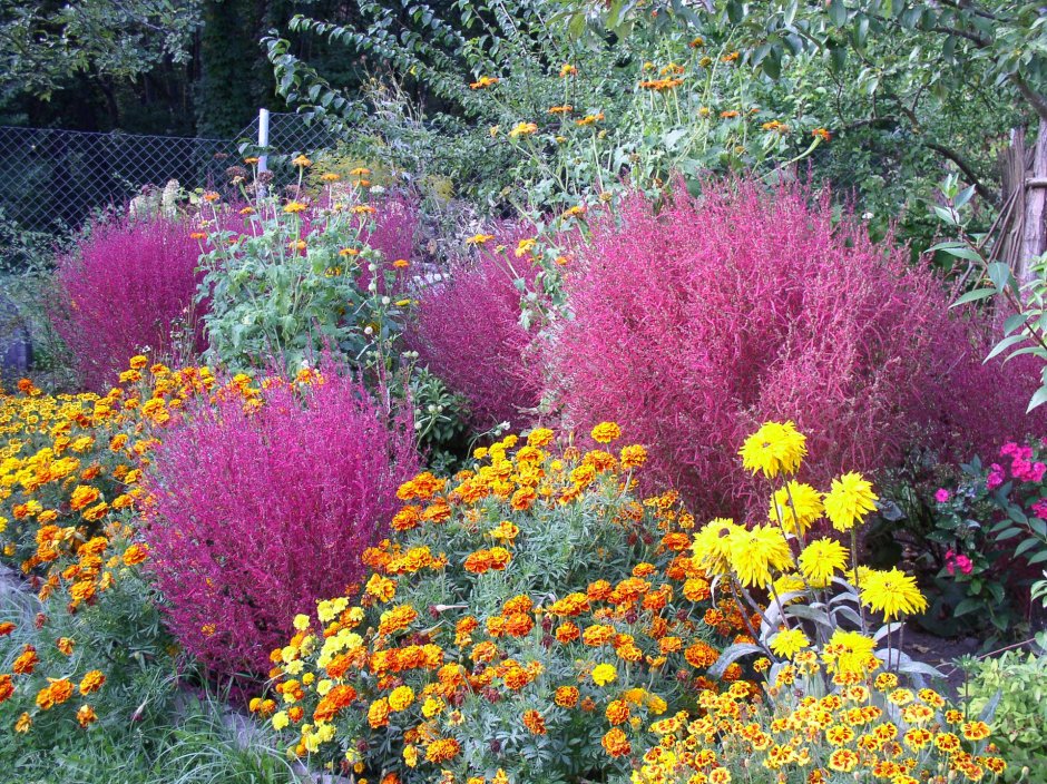 Клумба кохия и бархатцы