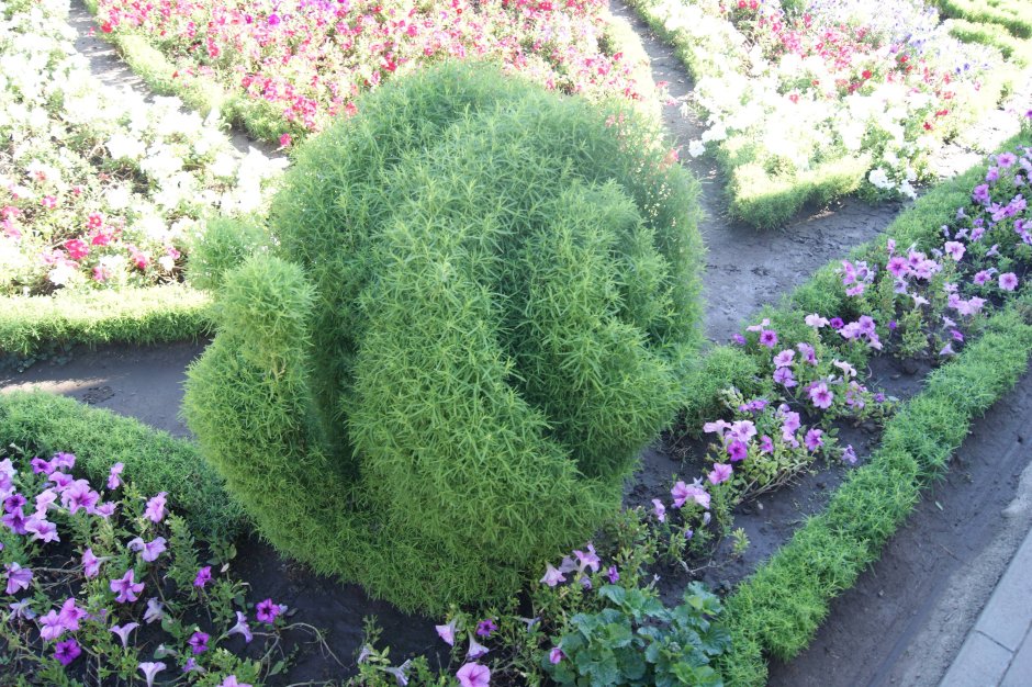 Кохия Живая изгородь