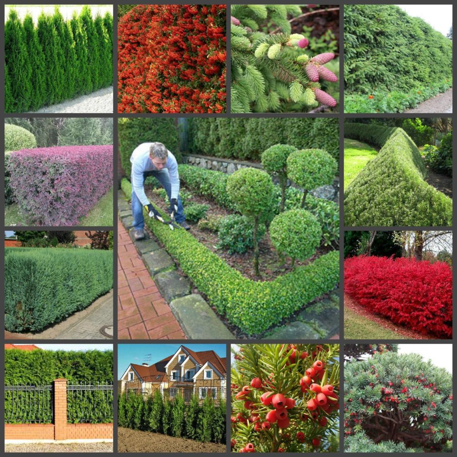 Кохия изгородь Живая изгородь