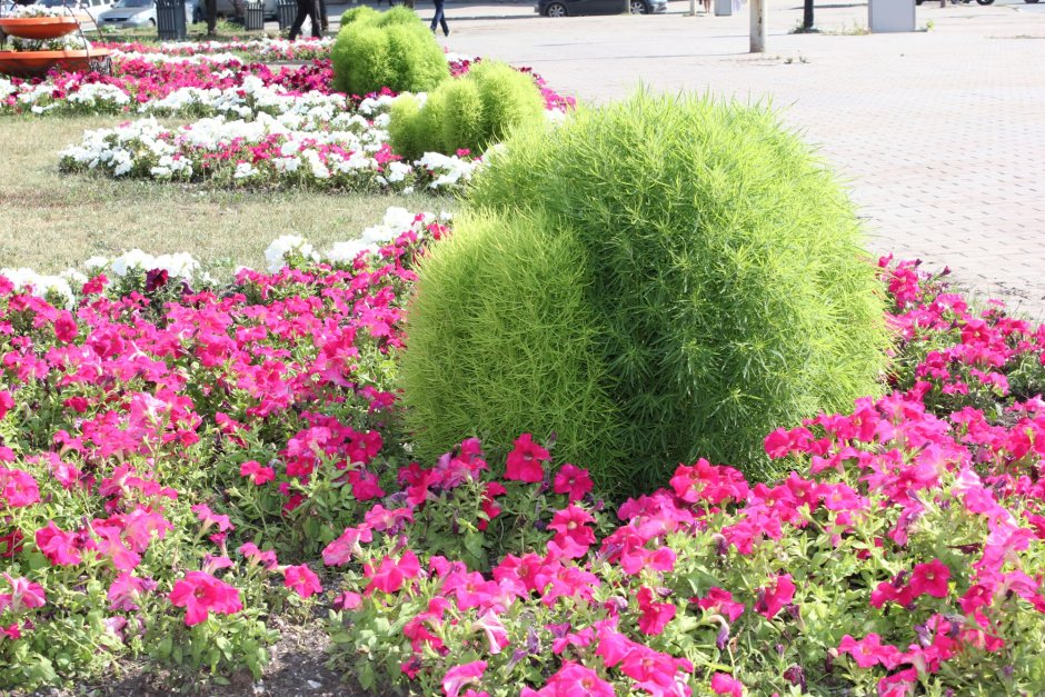 Кохия веничная Грин Форест