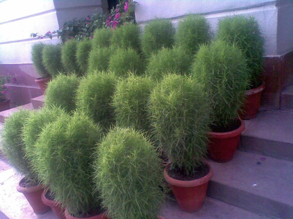 Кохия летний Кипарис