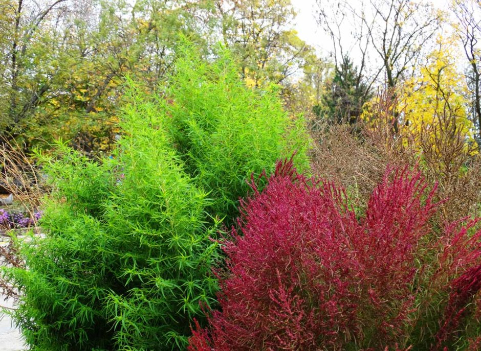 Кохия Пылающий куст