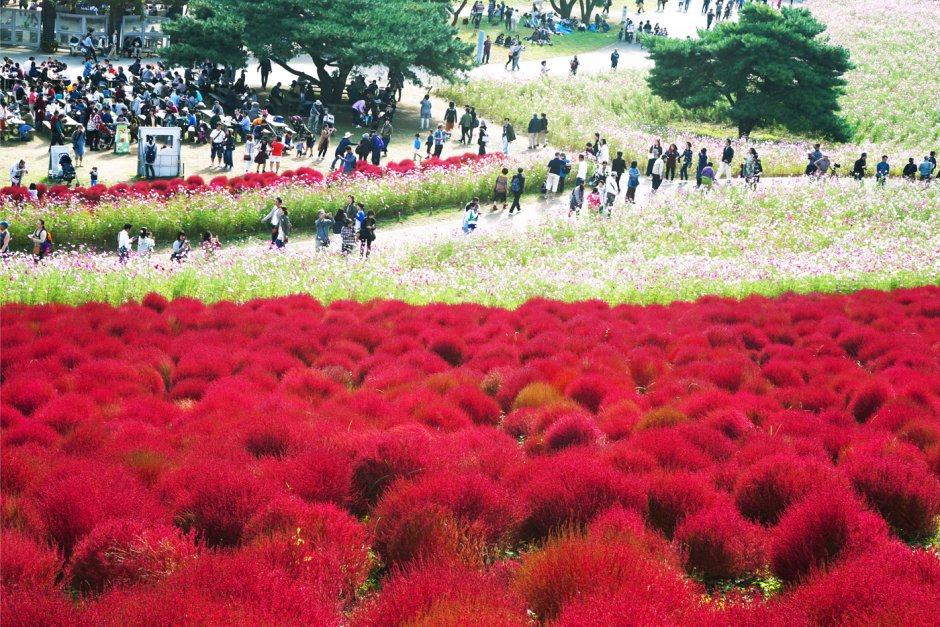 Кохия Королевская