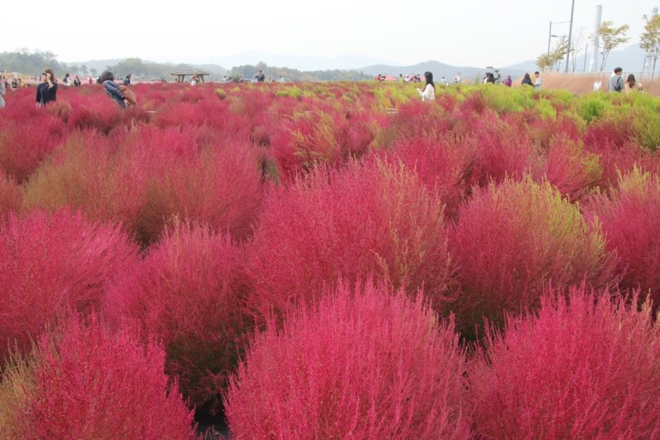 Кохия красный Барон