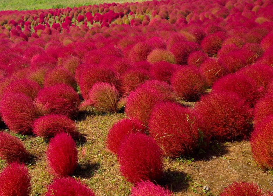 Кохия Kóchia Burning Bush