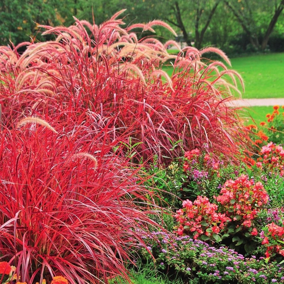 Кохия веничная