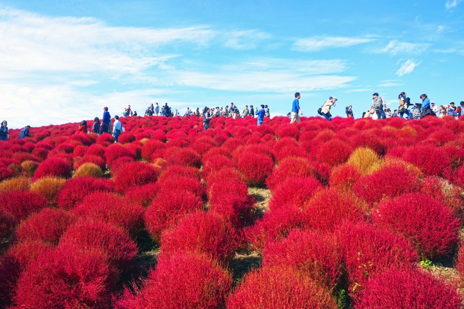 Цветочный парк Хитачи-Сисайд
